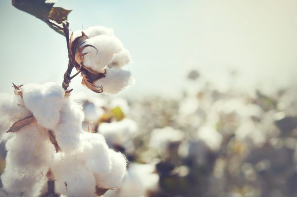 Forced labor remains at the heart of Turkmenistan’s cotton harvest – The Diplomat