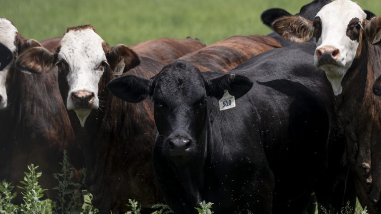 Texas Butcherworm Cases Don’t Endanger Food Supply, Brooke Rollins Says